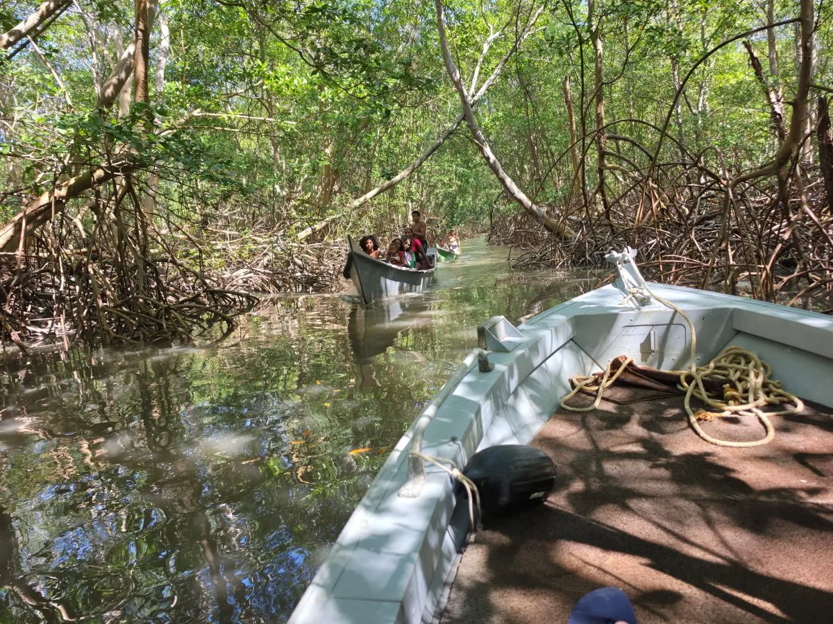 Barcos em fila navegando pelo túnel de mangue
