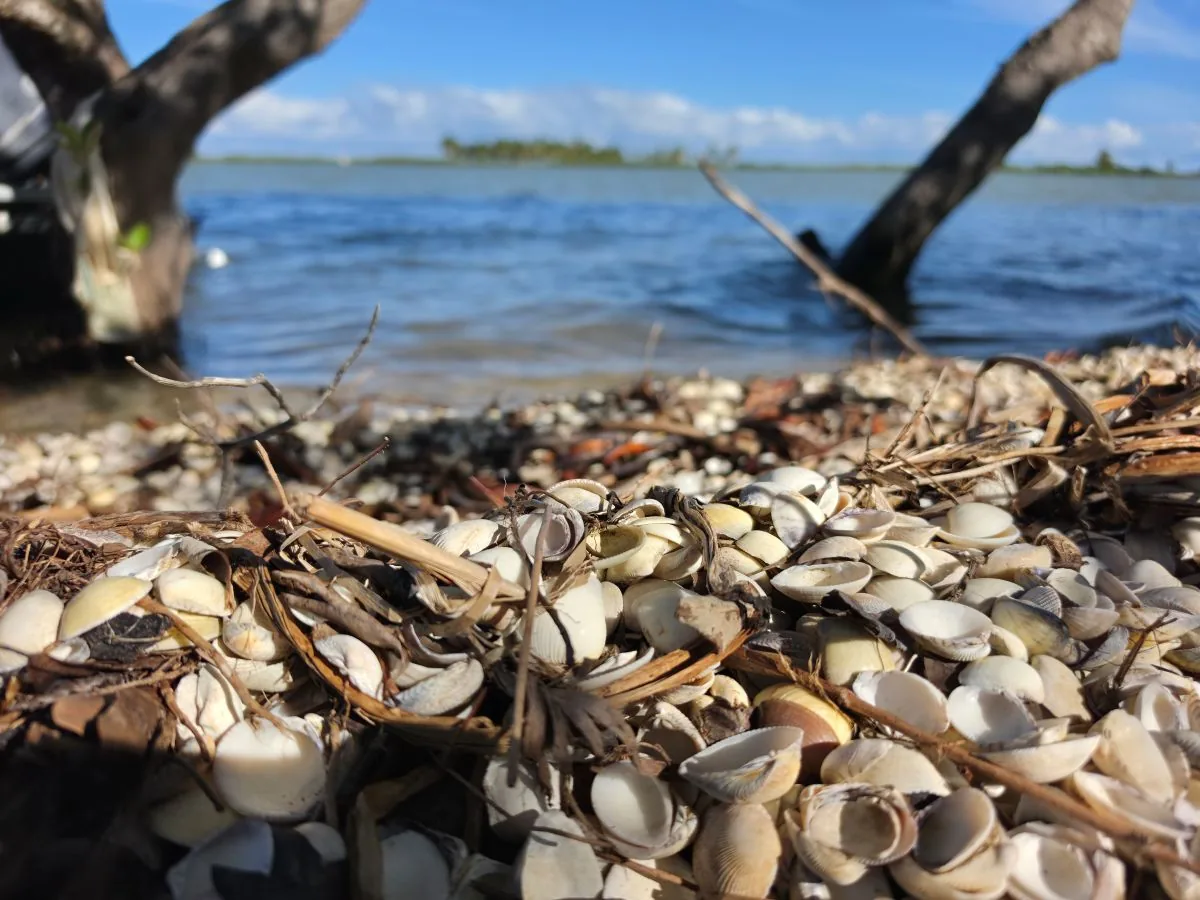 Conchas na praia à beira do estuário