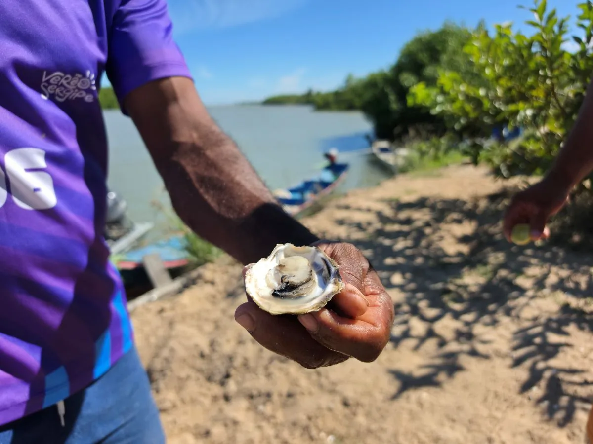 Ostra recém-colhida na mão do marisqueiro